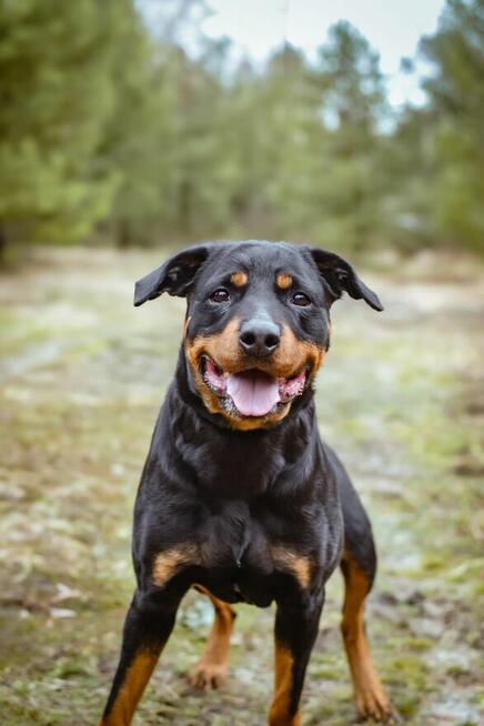 Carna-suczka w typie rottweilera do odpowiedzialnej adopcji