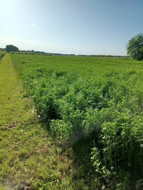 Działka przy drodze 3000m2 Mieczysławów woj. Świętokrzyskie