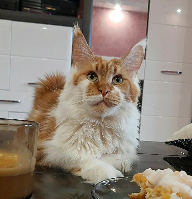 Piękne kocięta Maine Coon, legalna hodowla, nie fabryka