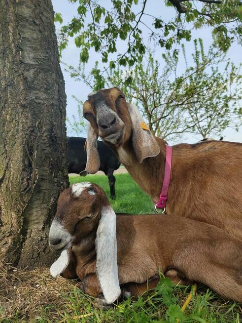 Koziołek anglonubijski 100%