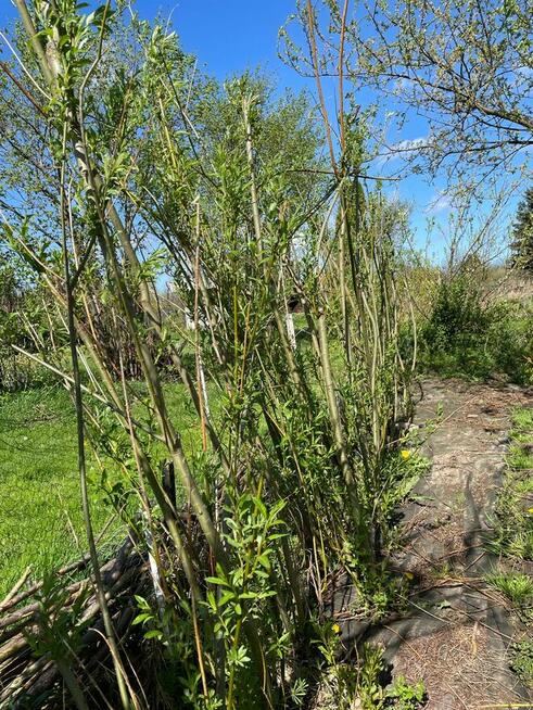 Duża działka ROD, ogrodowa ok 600m2 - super okazja!