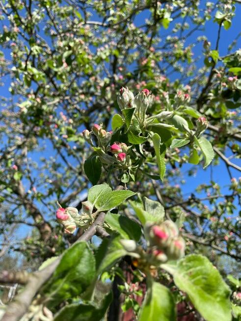 Duża działka ROD, ogrodowa ok 600m2 - super okazja!