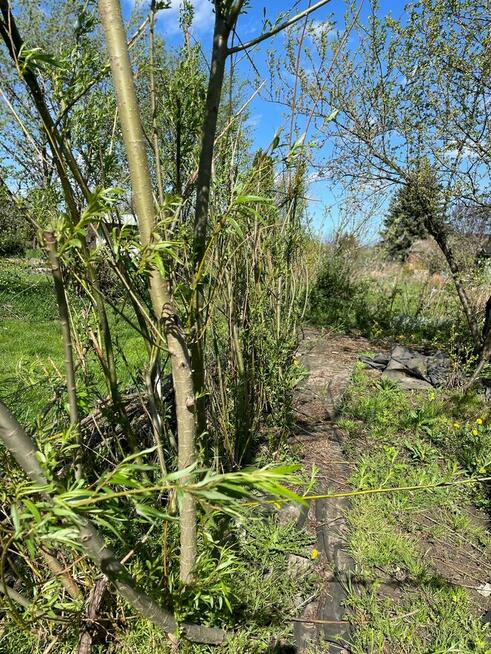 Duża działka ROD, ogrodowa ok 600m2 - super okazja!