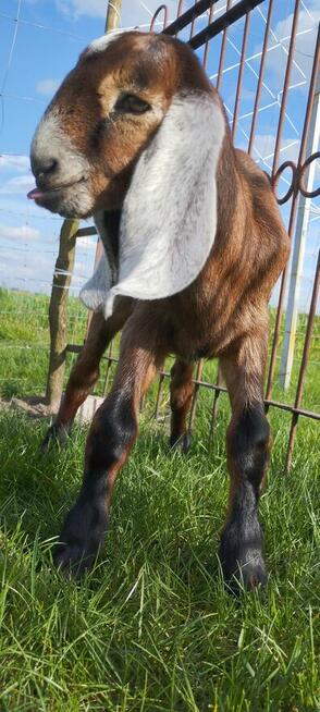 Koziołek anglonubijski 100%