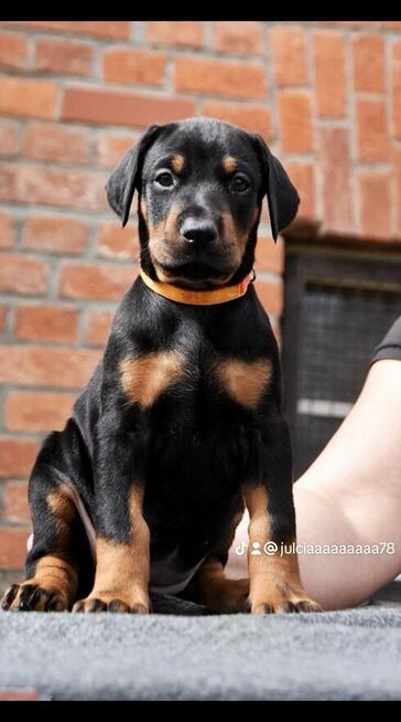 Doberman FCI
