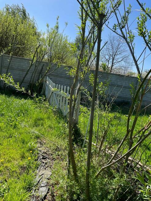 Duża działka ROD, ogrodowa ok 600m2 - super okazja!