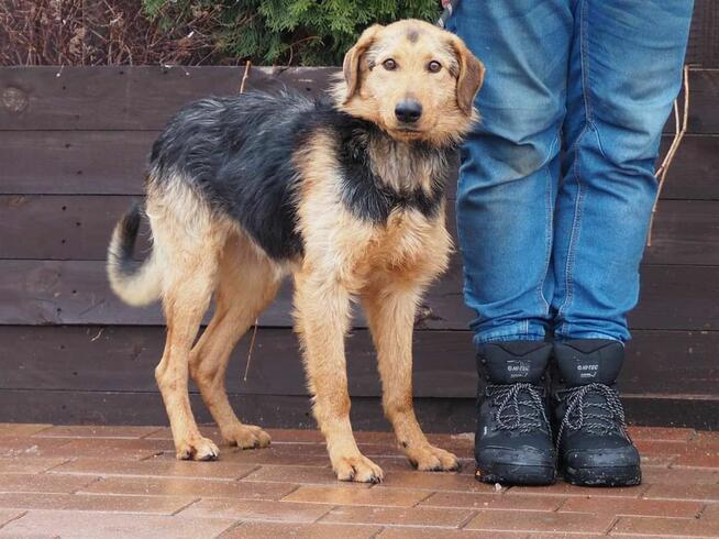 DEXTER wesoły proludzki psiak czeka na wymarzony dom