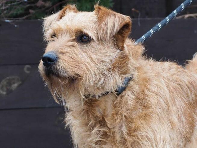 BIL cudowny wesoły psiak kochający ludzi BŁAGA o dom