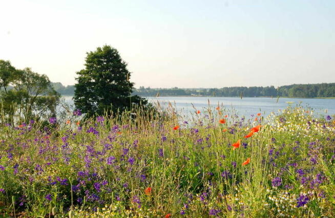 Działki - usługi turystyczne nad Jeziorem Dybowskim. Rożyńsk