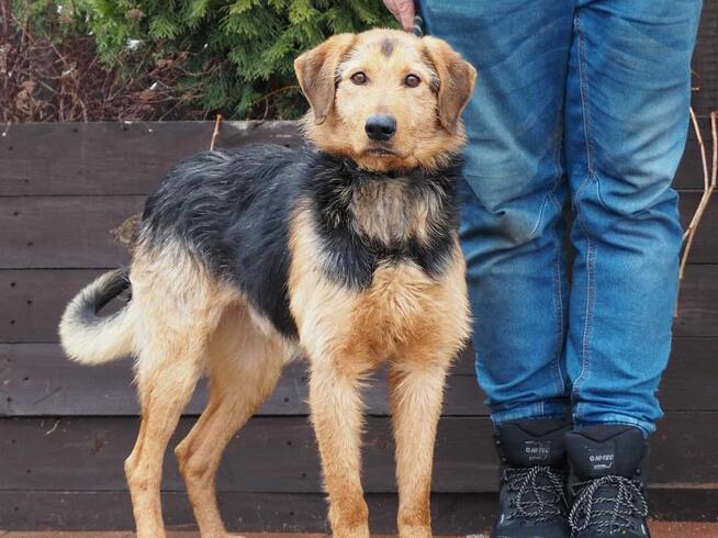 DEXTER wesoły proludzki psiak czeka na wymarzony dom