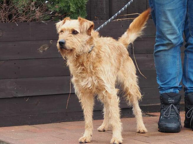 Śliczny pogodny psiak kochający ludzi i świat czeka na dom