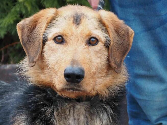 Przyjazny psiak uwielbiający ludzi szuka PILNIE domku