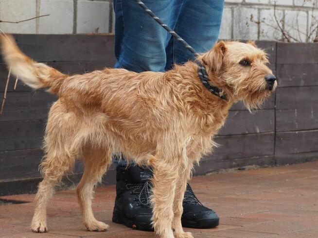 Śliczny pogodny psiak kochający ludzi i świat czeka na dom