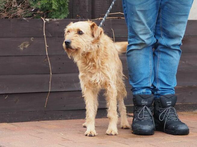 BIL cudowny wesoły psiak kochający ludzi BŁAGA o dom