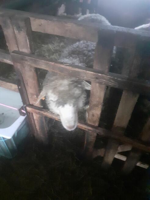 Baran tryk młody na sprzedanie