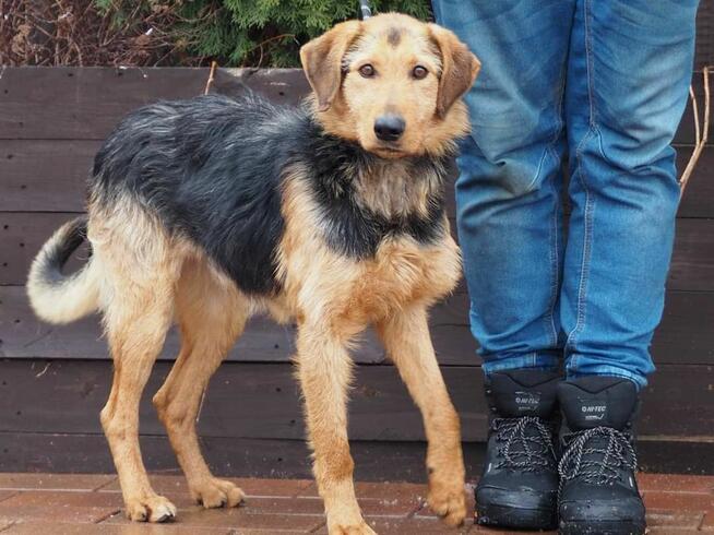 Przyjazny psiak uwielbiający ludzi szuka PILNIE domku