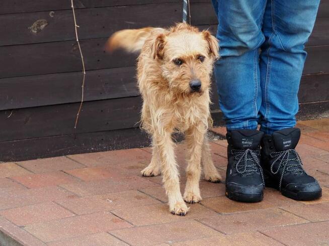 BIL cudowny wesoły psiak kochający ludzi BŁAGA o dom