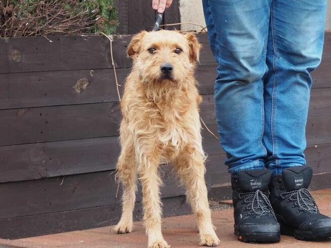 BIL cudowny wesoły psiak kochający ludzi BŁAGA o dom