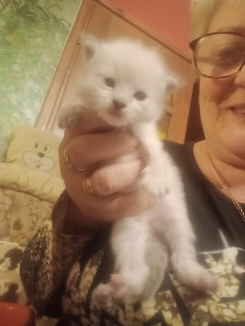 Kocięta Ragdoll Rumia