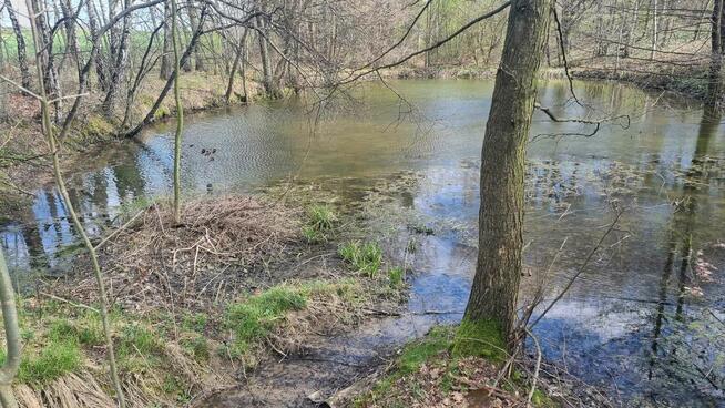 Siedlisko w Kończycach Wielkich na sprzedaż.