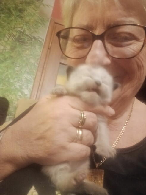 Kocięta Ragdoll Rumia