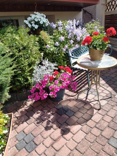 MAJÓWKA Wolny Nocleg tel.512344279 Władysławowo