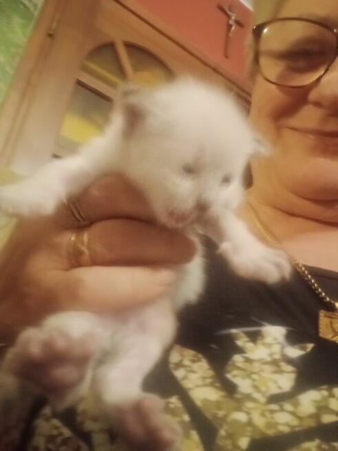 Kocięta Ragdoll Rumia