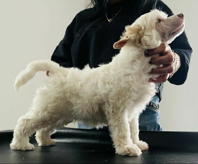 Chiński grzywacz FCI