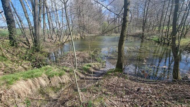 Siedlisko w Kończycach Wielkich na sprzedaż.