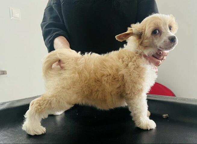 Chiński grzywacz FCI