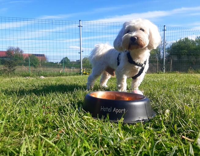 Hotel dla psów Aport