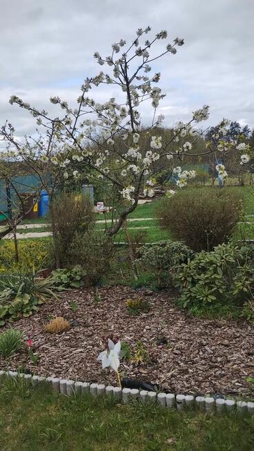 Sprzedam, bezczynszowe własnościowe Rezerwacja