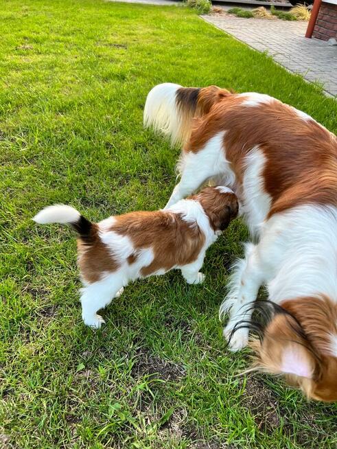 Kooikerhondje Płochacz holenderski FCI — szczeniak