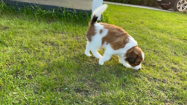 Kooikerhondje Płochacz holenderski FCI — szczeniak