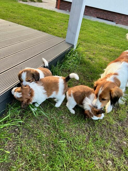 Kooikerhondje Płochacz holenderski FCI — szczeniak