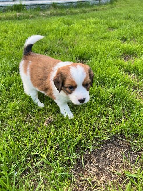 Kooikerhondje Płochacz holenderski FCI — szczeniak