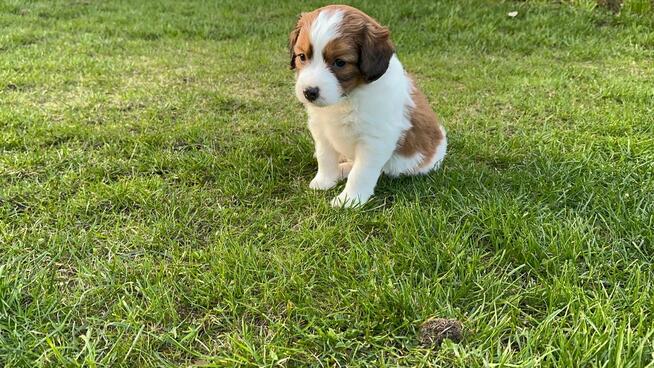 Kooikerhondje Płochacz holenderski FCI — szczeniak