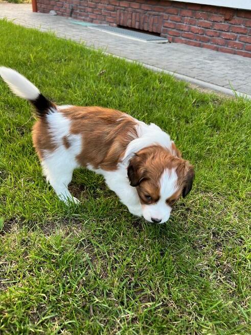 Kooikerhondje Płochacz holenderski FCI — szczeniak