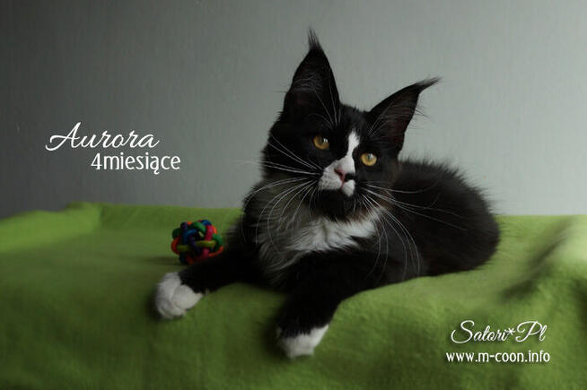 Maine Coon - śliczne kocięta, rodowód WCF