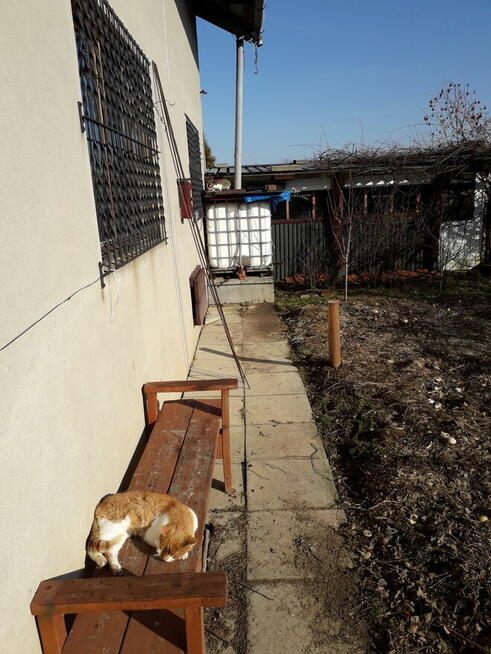 zaginął biało rudy kot na Grabskim w Łańcucie