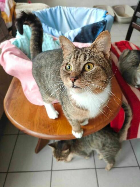 Łapka 3 lata, kotka do adopcji ze schroniska ruda biała lubi