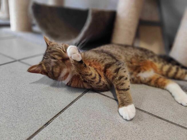 Łapka 3 lata, kotka do adopcji ze schroniska ruda biała lubi