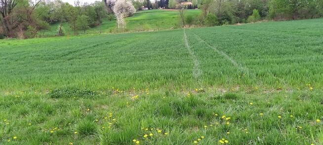 Działka budowlana 18,68 ar Błędowa Tyczyńska sprzedam