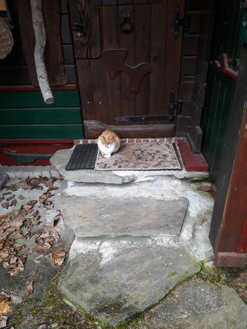 zaginął biało rudy kot na Grabskim w Łańcucie
