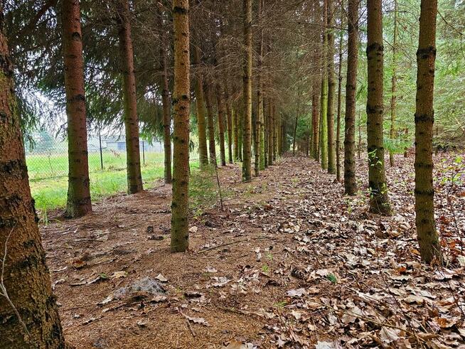 Dąbrowa - dom gotowy do zamieszkania blisko jezior