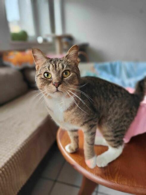 Łapka 3 lata, kotka do adopcji ze schroniska ruda biała