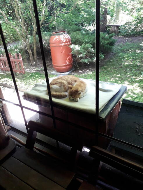 zaginął biało rudy kot na Grabskim w Łańcucie