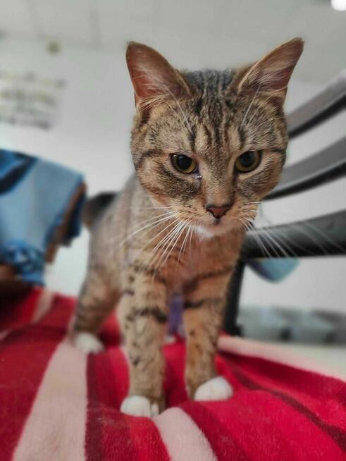 Łapka 3 lata, kotka do adopcji ze schroniska ruda biała