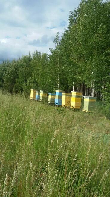 Miód z własnej pasieki