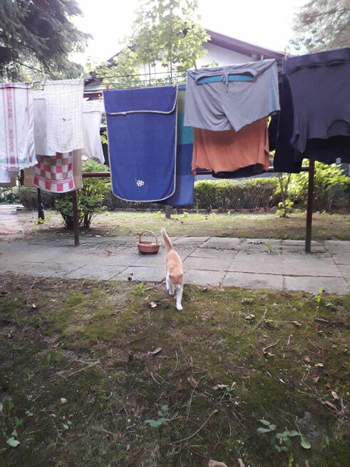 zaginął biało rudy kot na Grabskim w Łańcucie